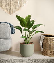 Load image into Gallery viewer, Sage Green