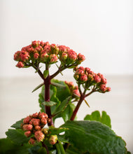 Load image into Gallery viewer, ALL