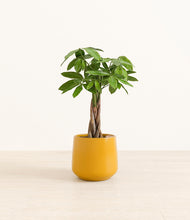 Load image into Gallery viewer, Mustard*****Profile