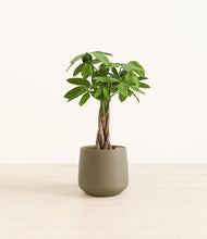 Load image into Gallery viewer, Olive*****Profile