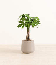 Load image into Gallery viewer, Eternal Gray*****Profile