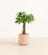 Load image into Gallery viewer, Gentle Pink*****Profile