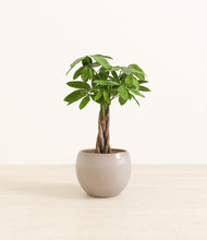 Load image into Gallery viewer, Desert Brown*****Profile