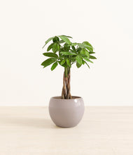 Load image into Gallery viewer, Winter Clouds*****Profile