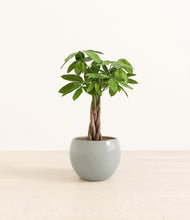 Load image into Gallery viewer, Deep Ocean*****Profile