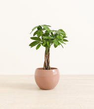 Load image into Gallery viewer, Calm Rose*****Profile