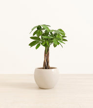 Load image into Gallery viewer, Shiny EggWhite*****Profile