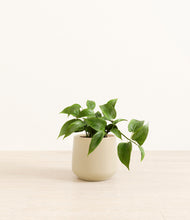 Load image into Gallery viewer, Almond Green*****Profile