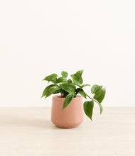 Load image into Gallery viewer, Calm Rose*****Profile