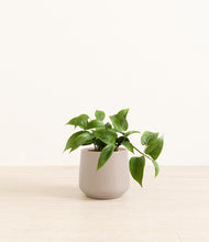 Load image into Gallery viewer, Eternal Gray*****Profile