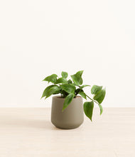 Load image into Gallery viewer, Olive*****Profile