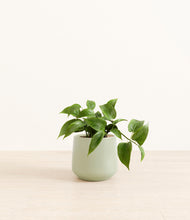 Load image into Gallery viewer, Turquoise*****Profile