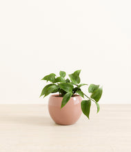 Load image into Gallery viewer, Calm Rose*****Profile