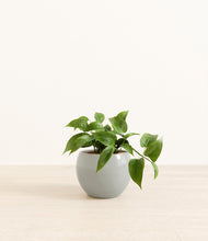 Load image into Gallery viewer, Deep Ocean*****Profile