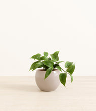 Load image into Gallery viewer, Desert Brown*****Profile