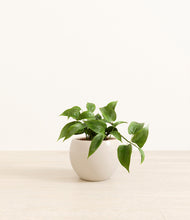 Load image into Gallery viewer, Shiny EggWhite*****Profile