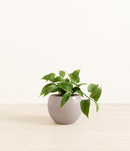 Load image into Gallery viewer, Winter Clouds*****Profile