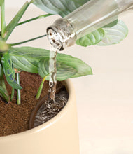 Load image into Gallery viewer, Almond Green