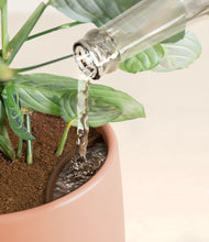 Load image into Gallery viewer, Calm Rose