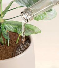 Load image into Gallery viewer, Eternal Gray