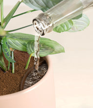 Load image into Gallery viewer, Gentle Pink