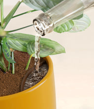 Load image into Gallery viewer, Mustard