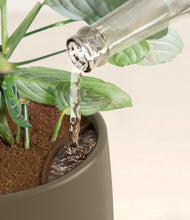 Load image into Gallery viewer, Olive