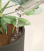 Load image into Gallery viewer, Dark Olive