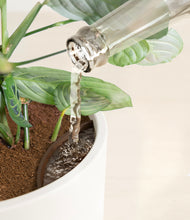 Load image into Gallery viewer, White