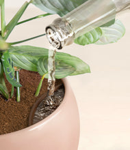 Load image into Gallery viewer, Calm Rose