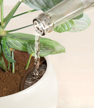 Load image into Gallery viewer, Shiny EggWhite