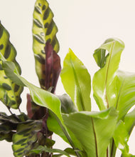 Load image into Gallery viewer, ALL