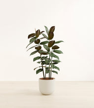 Load image into Gallery viewer, Natural Bamboo*****Profile