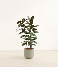 Load image into Gallery viewer, Sage Green*****Profile