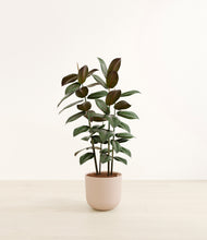 Load image into Gallery viewer, Sandy Pink*****Profile