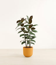 Load image into Gallery viewer, Sunset Orange*****Profile