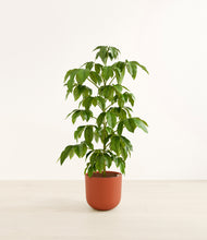 Load image into Gallery viewer, Earth Red*****Profile