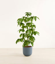 Load image into Gallery viewer, Iron Gray*****Profile