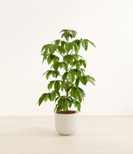 Load image into Gallery viewer, Natural Bamboo*****Profile