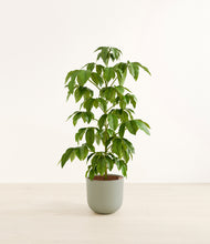 Load image into Gallery viewer, Sage Green*****Profile