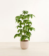 Load image into Gallery viewer, Sandy Pink*****Profile