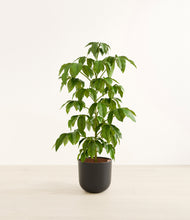 Load image into Gallery viewer, Stone Black*****Profile