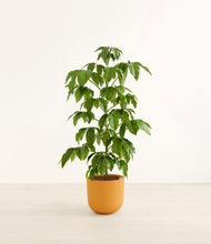 Load image into Gallery viewer, Sunset Orange*****Profile