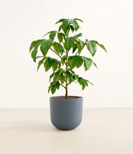 Load image into Gallery viewer, Iron Gray*****Profile