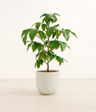 Load image into Gallery viewer, Natural Bamboo*****Profile