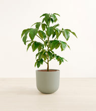 Load image into Gallery viewer, Sage Green*****Profile