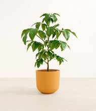 Load image into Gallery viewer, Sunset Orange*****Profile