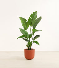 Load image into Gallery viewer, Earth Red*****Profile