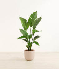 Load image into Gallery viewer, Sandy Pink*****Profile