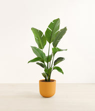 Load image into Gallery viewer, Sunset Orange*****Profile